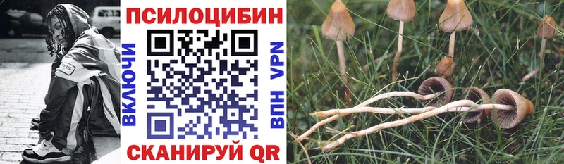 blacksprut ссылка  Белоозёрский  Псилоцибиновые грибы Psilocybe 