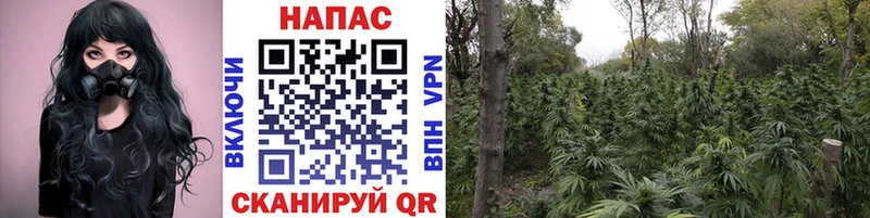 где продают Белоозёрский Канабис семена